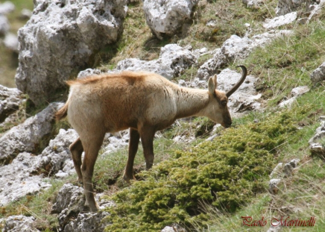 Camoscio d''Abruzzo Rupicapra pyrenaica ornata